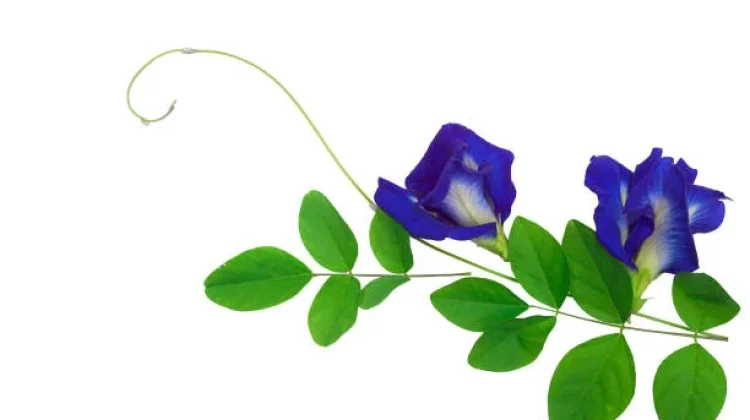 Mengenal Bunga Telang: Si Biru Cantik yang Kaya Khasiat