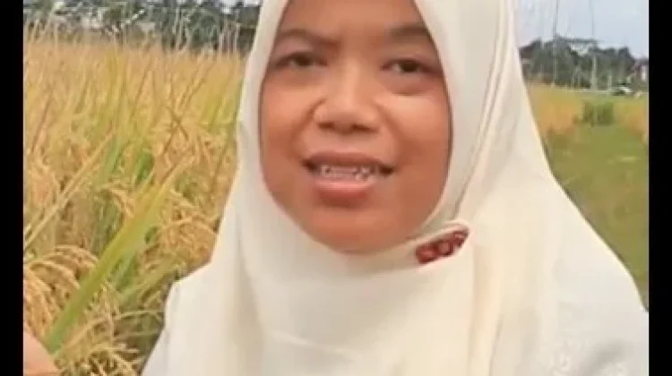 Menentukan Waktu Panen, Kunci Menjaga Kualitas dan Produktivitas Padi