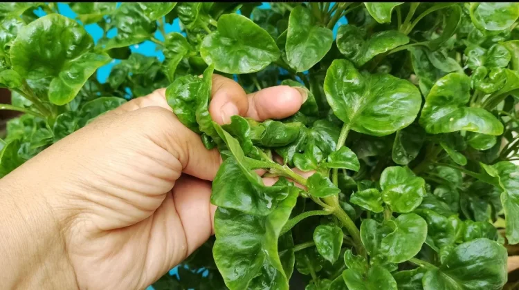 Cara Memasak Bayam agar Nutrisi Tetap Terjaga