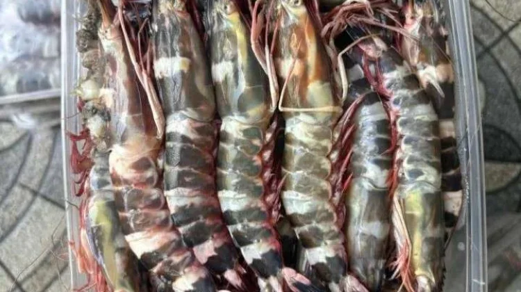 Permintaan Udang Windu Kaltim Meningkat di Pasar Global