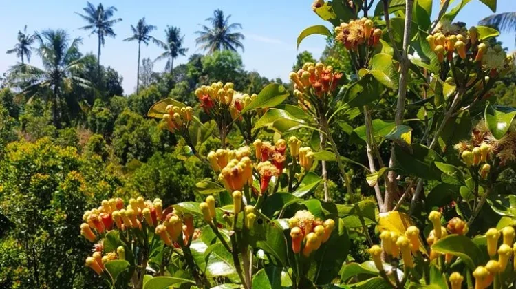 Kemarau Basah 2026 Picu Krisis Produksi Cengkeh Nasional