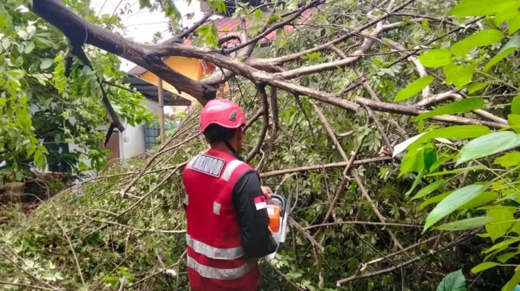Cuaca Ekstrem Berlanjut, BPBD Kaltim Waspadai Pohon Tumbang