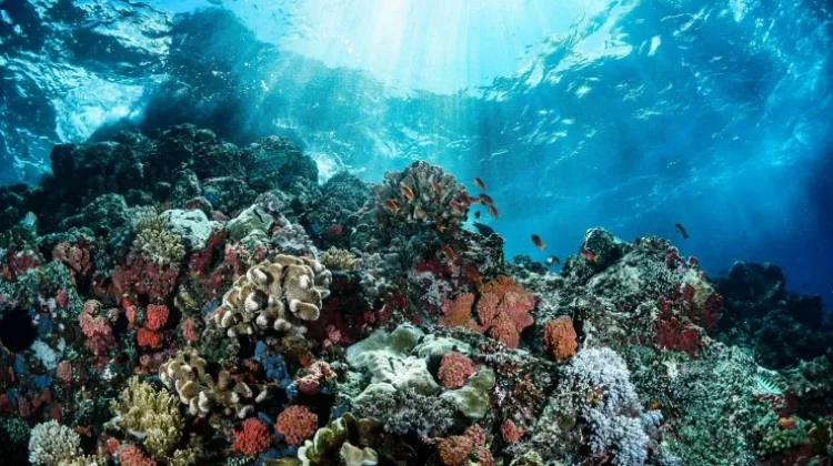 Konservasi Laut Kaltim Dorong Perlindungan Ekosistem Berkelanjutan