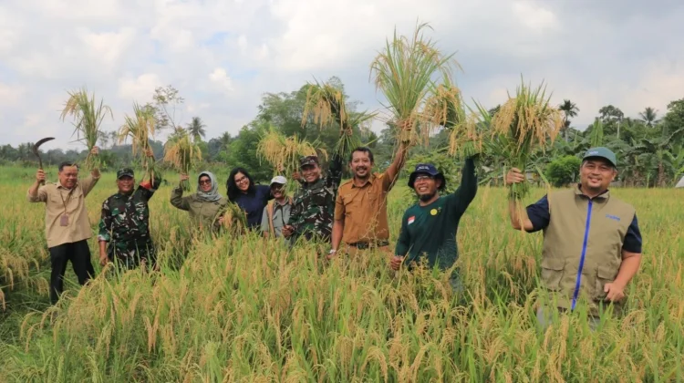 Optimalisasi Lahan Tidur, Lempake Sukses Gelar Panen Padi Perdana