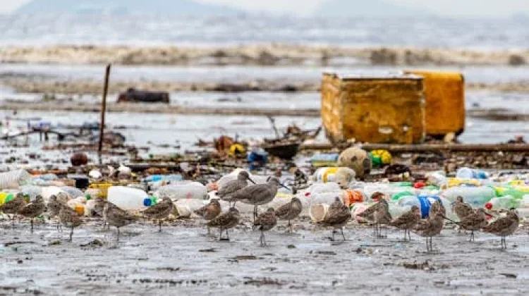 Ancaman Sampah Laut, Pemerintah Siapkan Strategi Ekonomi Biru