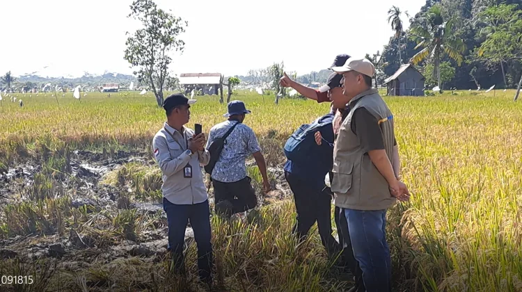 Petani Kecamatan Sambutan Samarinda Khawatir Kekurangan Air Irigasi