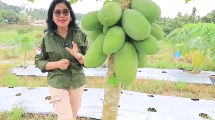 Pepaya Calina, Solusi Cerdas Bertani di Pekarangan Rumah dan Lahan Sempit