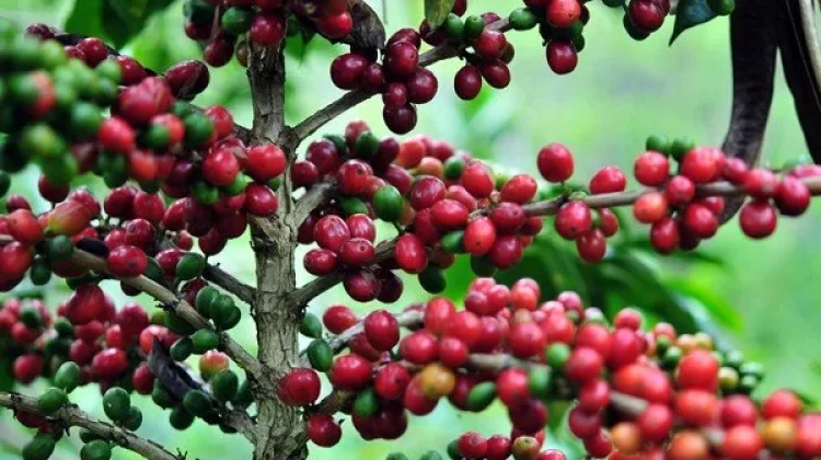 Potensi Besar, Kopi Lokal Berau Dinilai Belum Tergarap Maksimal