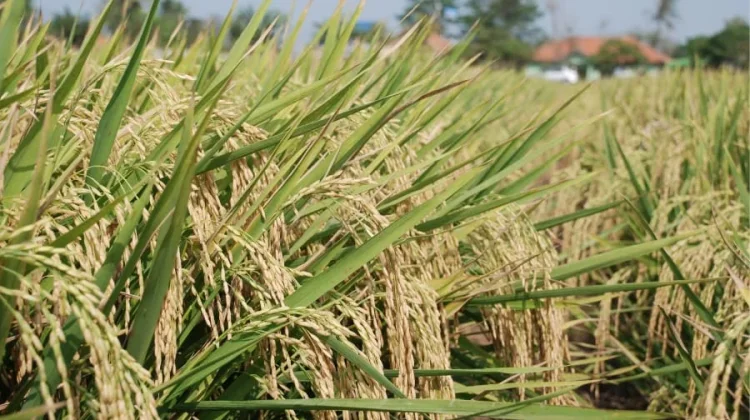 Inovasi Biochar Perkuat Ketahanan Pangan dan Lingkungan di Kaltim