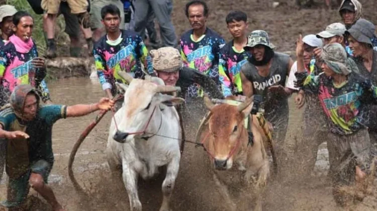 Pacu Jawi: Simbol Ketangkasan dan Syukur Petani Minangkabau