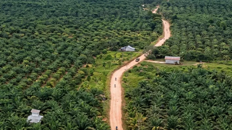 Bupati Kukar Tinjau Jalan Strategis Penghubung Wilayah