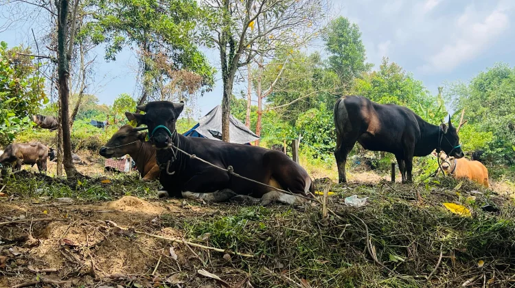 Kurban 2026: BAZNAS Balikpapan Target 500 Sapi & Beri Dana Operasional