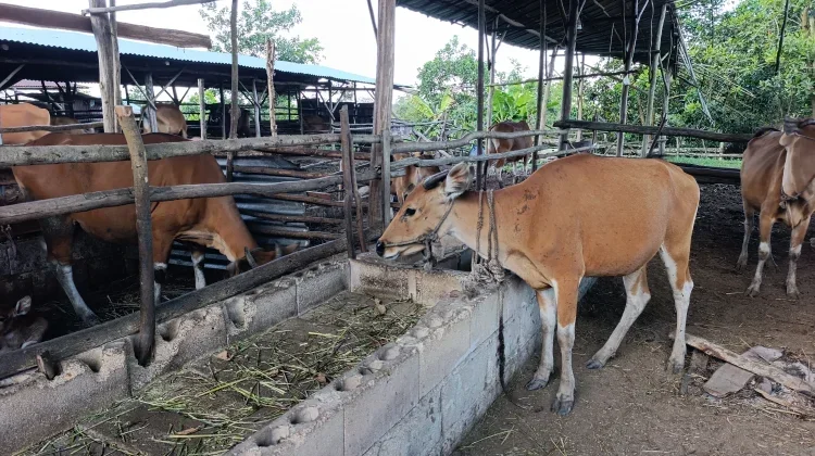 Ketergantungan Sapi Luar, Kaltim Perkuat Produksi Lokal