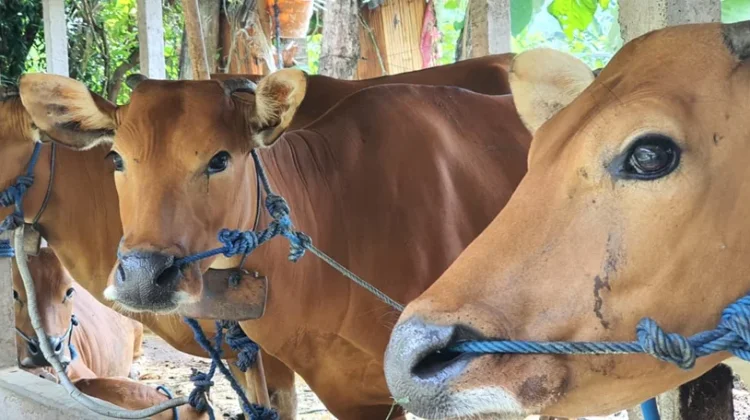 Strategi Perbibitan Kaltim Dorong Peningkatan Populasi Sapi Lokal