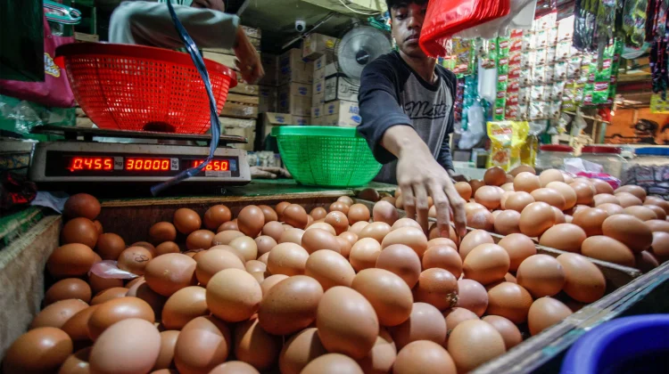 IKN Dorong Lonjakan Permintaan Pangan Daging dan Telur Kaltim