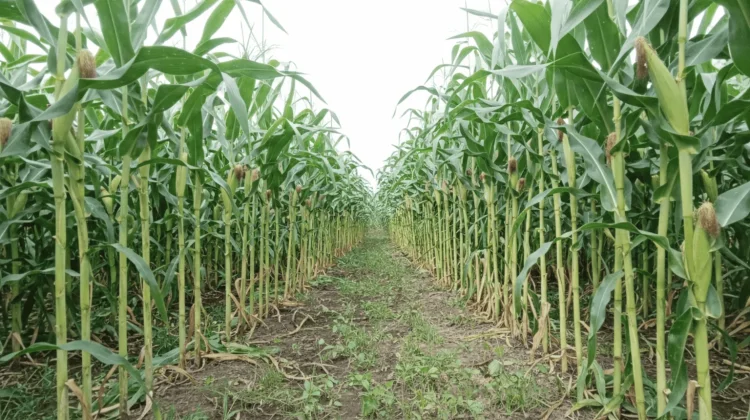 Berau Genjot Produksi Jagung Hibrida 2026