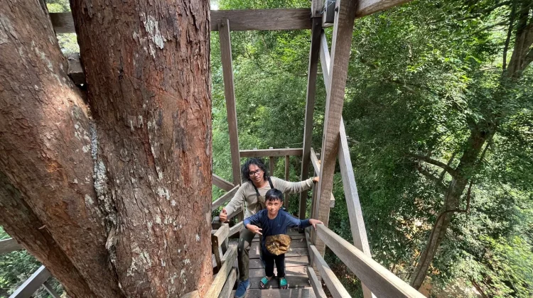 Menyusuri Kanopi Hutan Tropis, Serunya Wisata ke Bukit Bangkirai