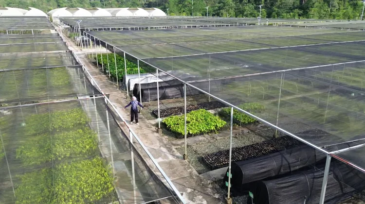 Menjaga Masa Depan Hutan dari Mentawir, Ribuan Bibit Disiapkan untuk Rehabilitasi