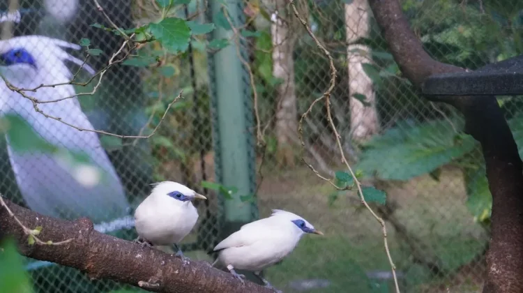 Pemerintah Lepasliarkan Jalak Bali ke Habitat Asli