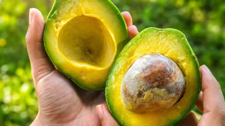 Tujuh Manfaat Buah Alpukat untuk Kesehatan