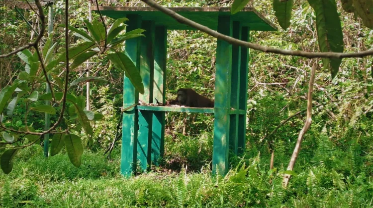 BOSF Samboja Akan Lepasliarkan Lima Orangutan ke Habitat Asli di 2026