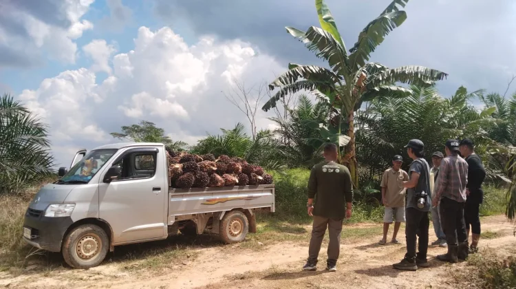 Samboja Lestari Terdesak: Hutan Menyusut, Habitat Orangutan di Ambang Krisis