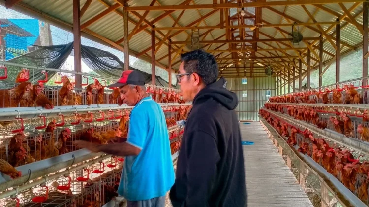 Mandiri Pangan, BUMDes Loa Duri Ulu Sukses Kelola Usaha Ayam Petelur