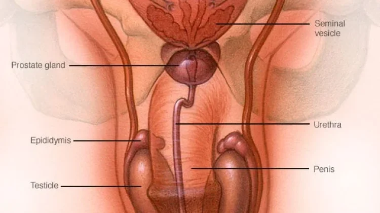 Deteksi Dini Gejala Kanker Testis Selamatkan Nyawa