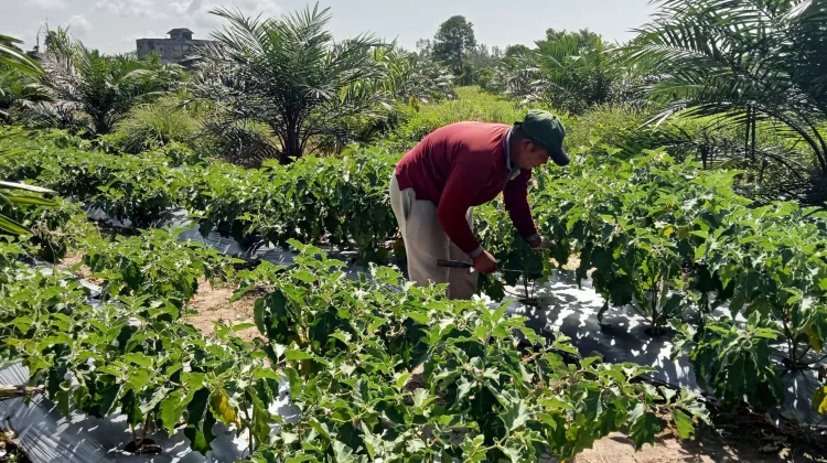 NTP Kalimantan Timur Naik, Sektor Perkebunan Rakyat Jadi Penopang Utama