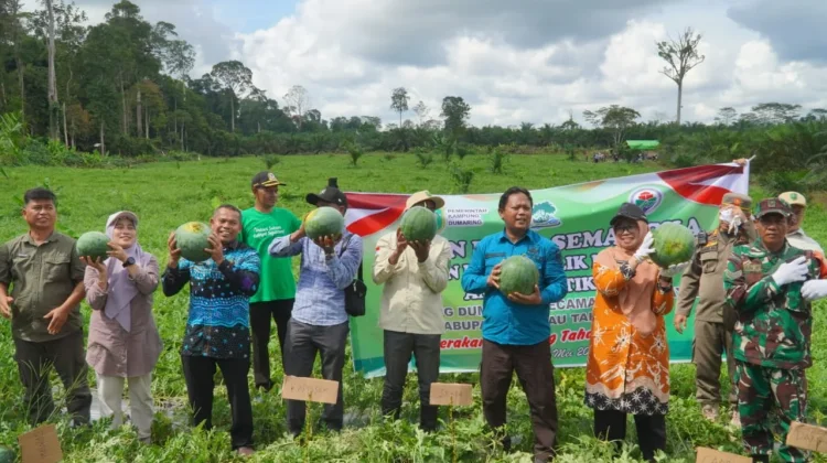 Panen Raya Semangka di Kampung Dumaring Berau Hasilkan 20 Ton, Dorong Ekonomi Warga