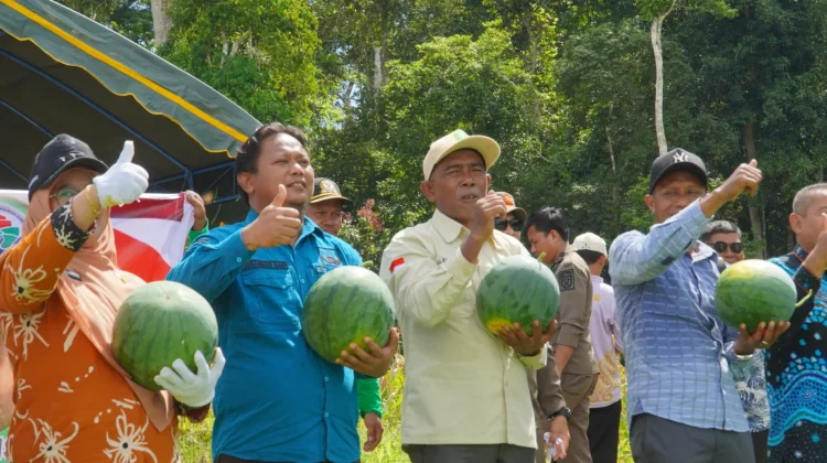 Panen Semangka Dumaring Hasilkan 20 Ton untuk Ketahanan Pangan