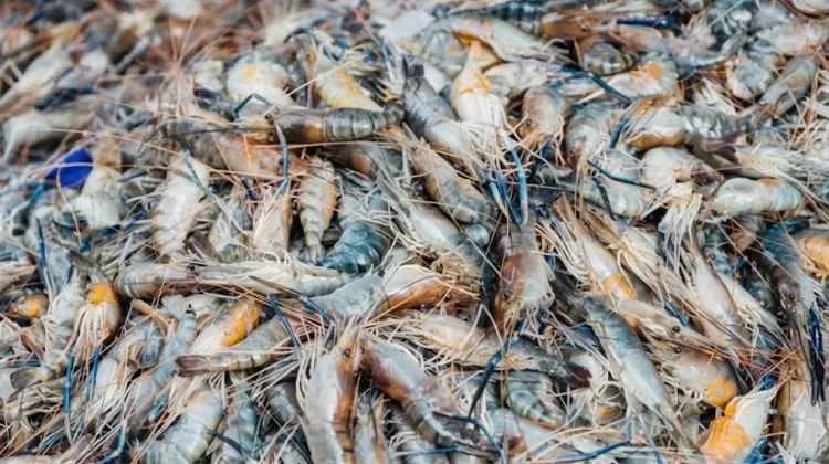 Udang Windu Kaltim Tembus Rp122 Miliar, Budidaya Alami Jadi Kunci