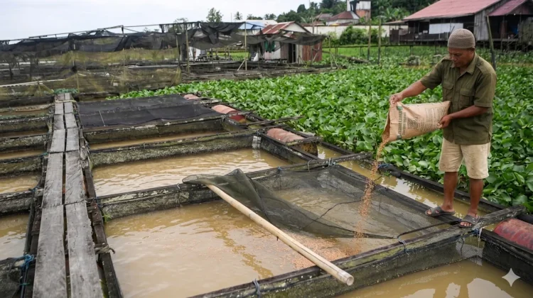 IKN Diproyeksi Tingkatkan Permintaan Ikan, Kaltim Siapkan Kampung Budidaya