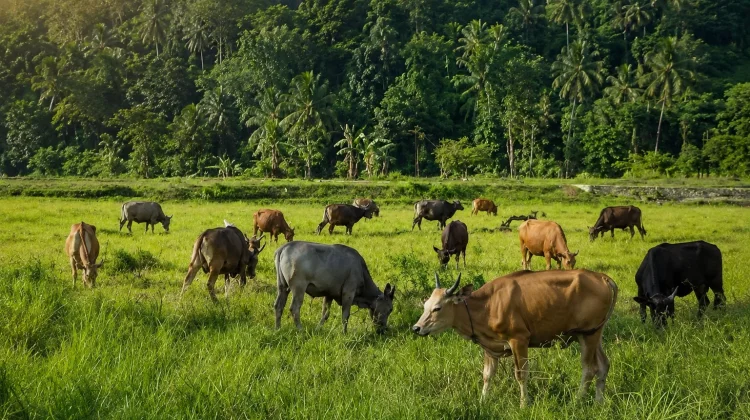 DKPP Imbau Warga Pastikan Hewan Kurban Punya SKKH