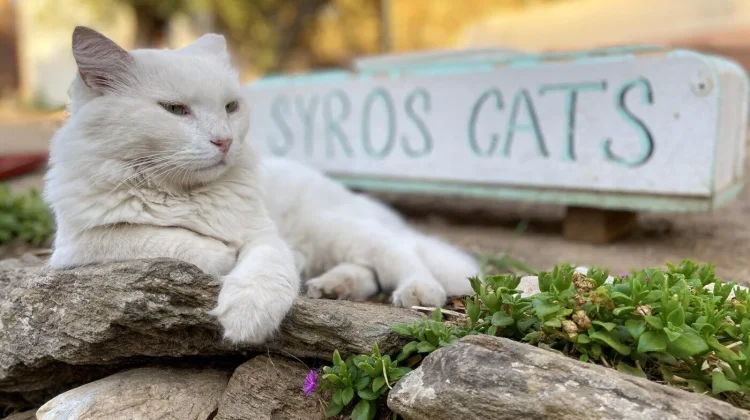 Liburan Jadi Betah, Pulau Syros Tawarkan Rumah Gratis untuk Perawat Kucing