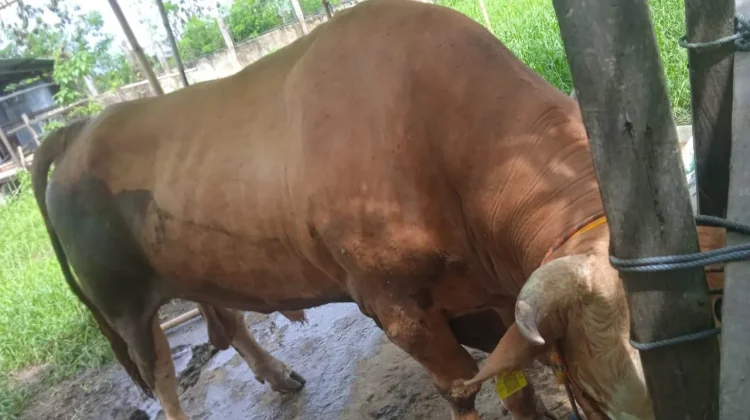 Harga Sapi Kurban Presiden di Samarinda Capai Rp111 Juta