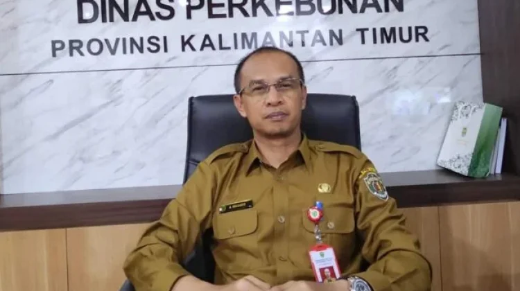 Harga TBS Sawit Kaltim Ditarget Naik Bertahap