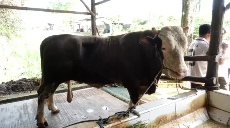 Dulu Sulit Makan, Sapi Bejo 1,07 Ton Kini Jadi Kurban Presiden di Kaltim