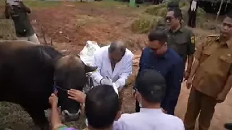 Kesehatan Hewan Kurban Jadi Perhatian jelang Iduladha 1447 H di Kukar