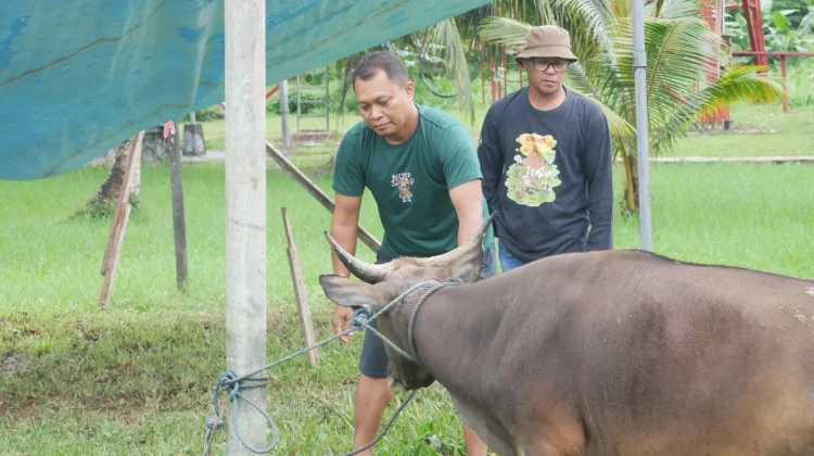 Lima Tips Memilih Hewan Kurban yang Sehat dan Sesuai Syariat