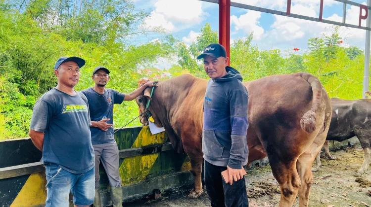 Rahasia Sapi 'Tampan' Balikpapan: Mandi 2 Kali, Harga Rp100 Juta