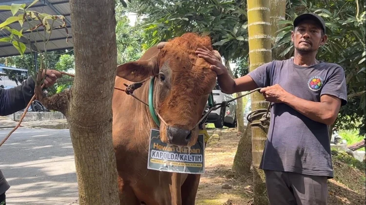 Rahasia Sapi 'Tampan' Balikpapan: Mandi 2 Kali, Harga Rp100 Juta