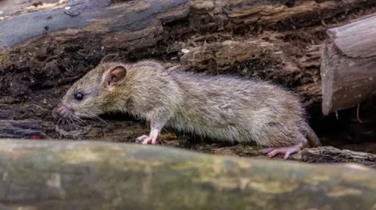 Belum Ada Kasus Hantavirus di Samarinda, Dinkes Minta Warga Waspada Tikus dan Curut