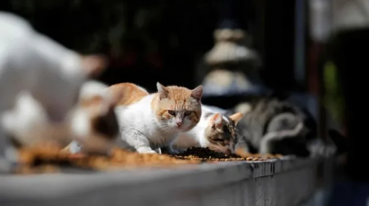 Kota dan Negara Favorit Pecinta Kucing di Seluruh Dunia