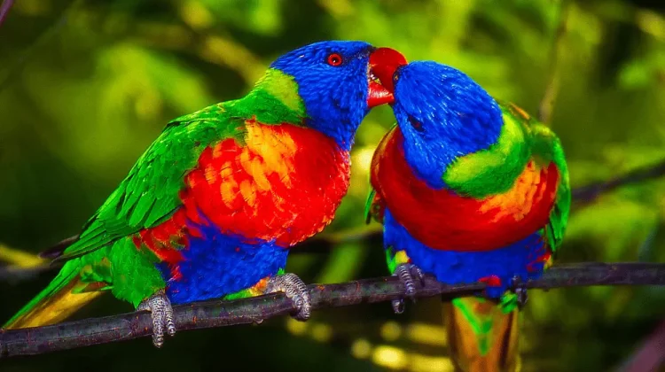 Hari Burung Beo Sedunia (World Parrot Day)