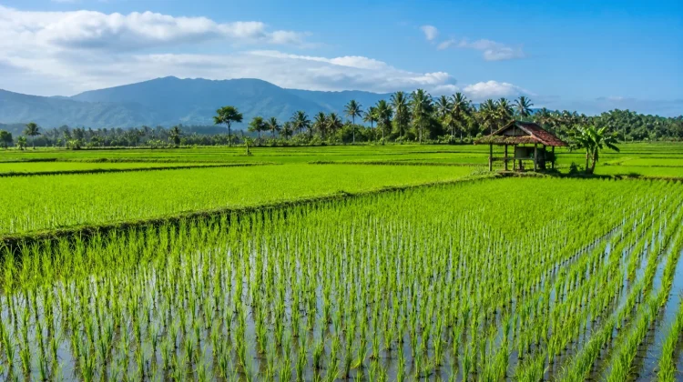 Kutim Tingkatkan Luasan Sawah Baru guna Kurangi Ketergantungan Pasokan Beras