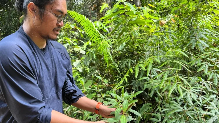 Peneliti Temukan Potensi Obat dari Tumbuhan Pakan Orang Utan di Wehea-Kelay