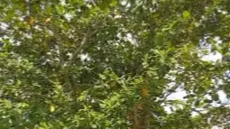 Halo RRI: Pohon Ketapang Rawan Tumbang Dikeluhkan Warga Sungai Dama Samarinda