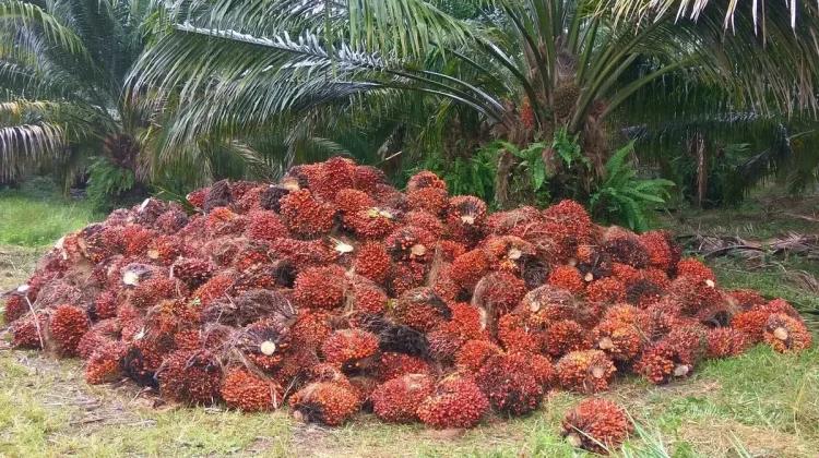 Harga TBS Sawit Kaltim Turun akibat Pelemahan CPO