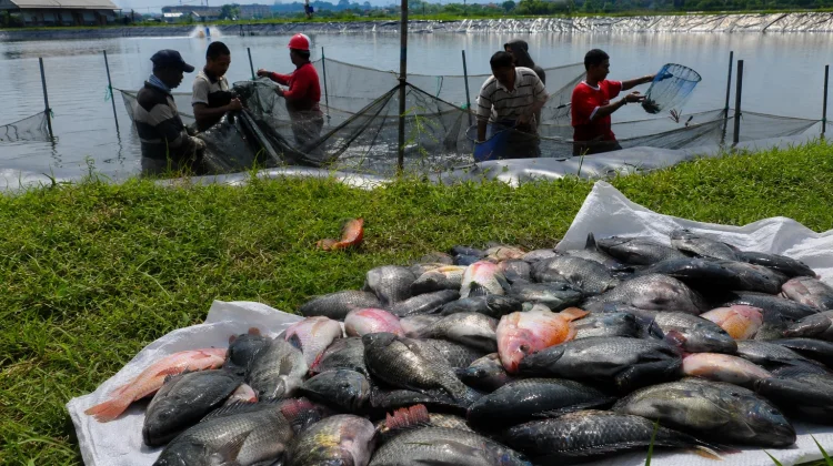 SPPG Sungai Kunjang Serap Hasil Petani, Peternak dan Nelayan Lokal